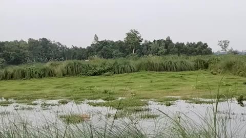 Peaceful Valley of Verdant Fields and Swaying Grasses by the Riverbank