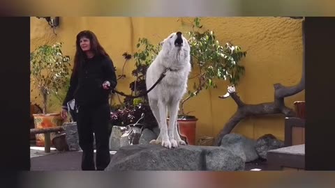 Never heard a wolf howl like this before?