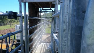 8-Cattle Shower, Calfs need a Shower 8.07.21