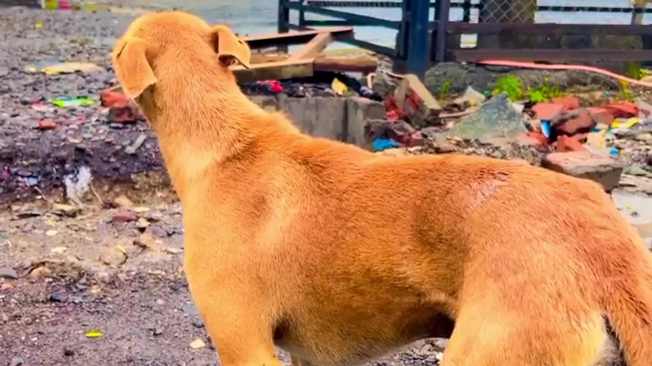 Dog 🐕 face is broken