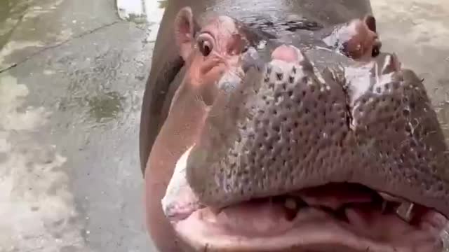 Cute hippo, willing to feed him anything