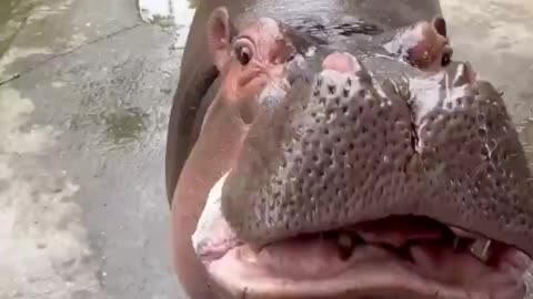 Cute hippo, willing to feed him anything