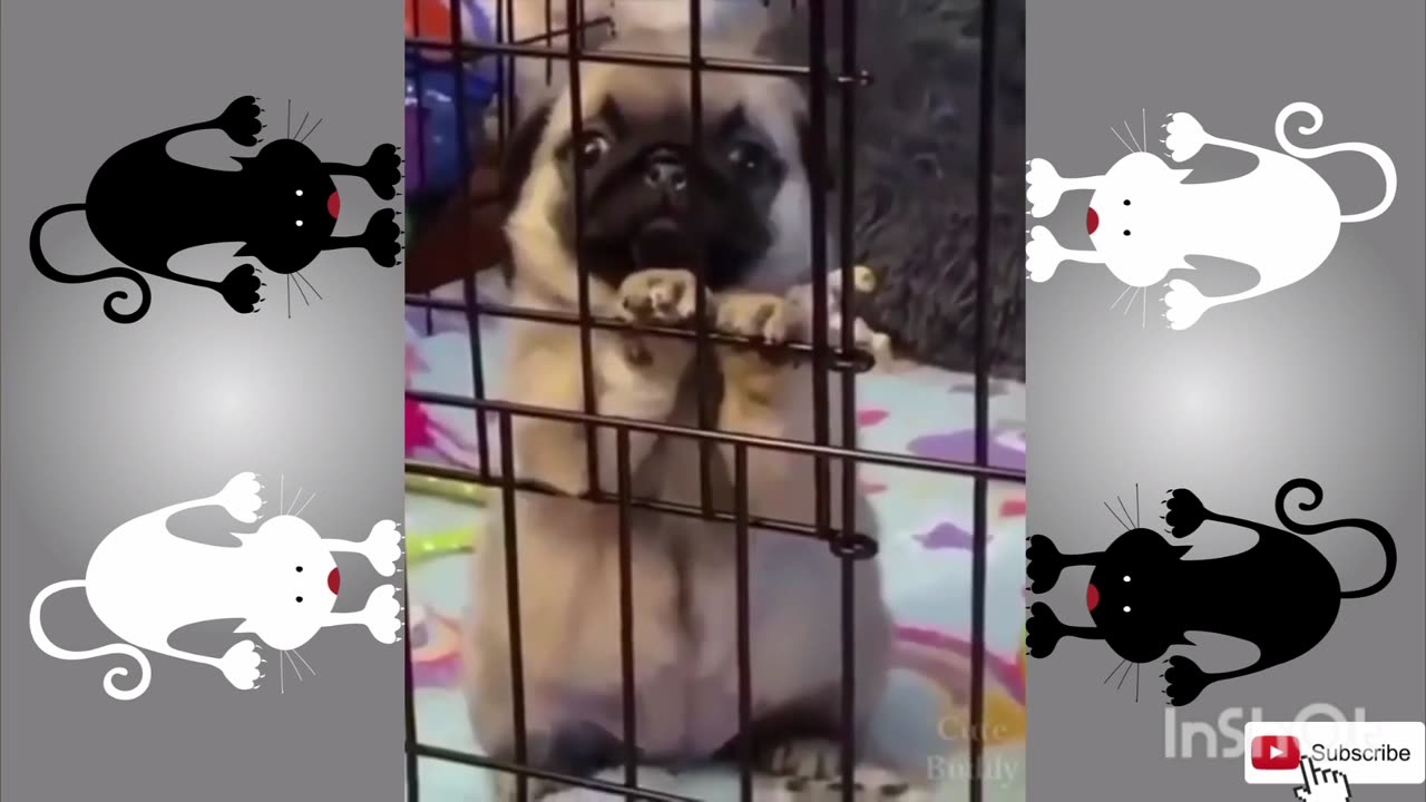 Funny animals, cute animals, funny pets, cute pets, hilarious, 4k, hd, music