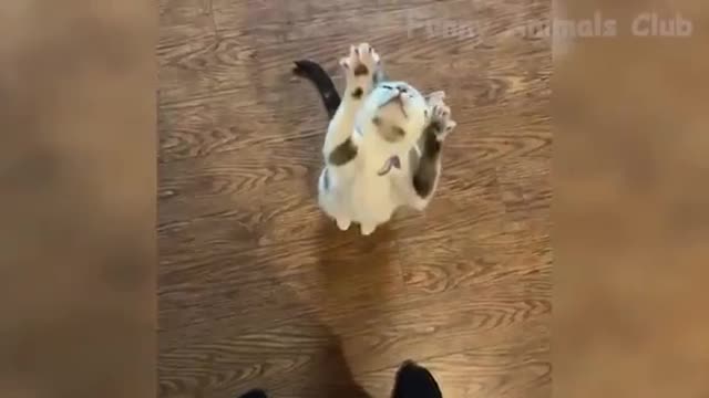 Funniest Cats And Dogs