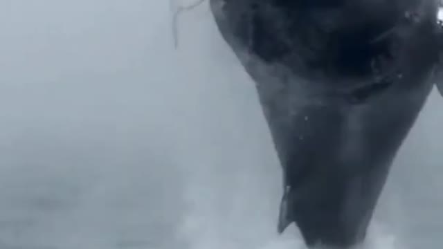 Large Whale jumps out of water suddenly