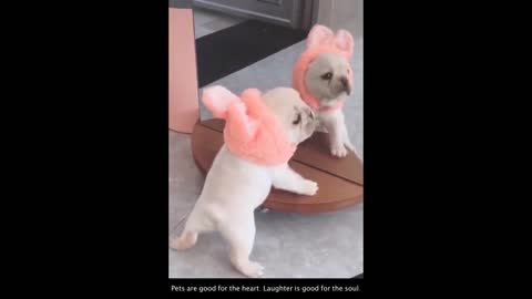 What the heck am I wearing ??? Funny Dog Compilation Video - ARF