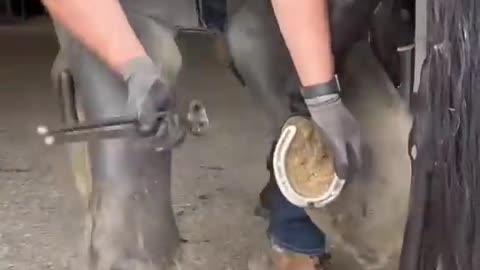 Horse feet sole adjustment #viral #reel