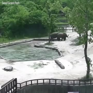 Elephant acts to help each other