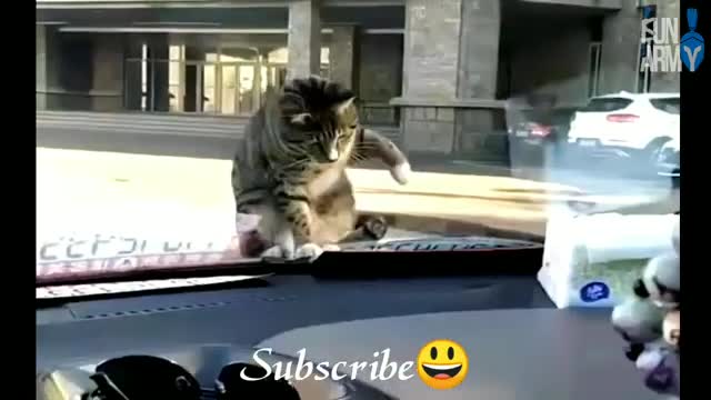 Funniest Animals 😄 Best Of The 2022 Funny Animal Videos 😃