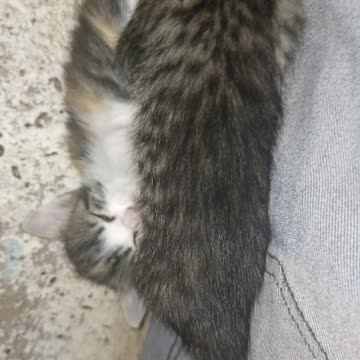 Cute and Funny Cat Videos to Keep You Smiling! 🐱