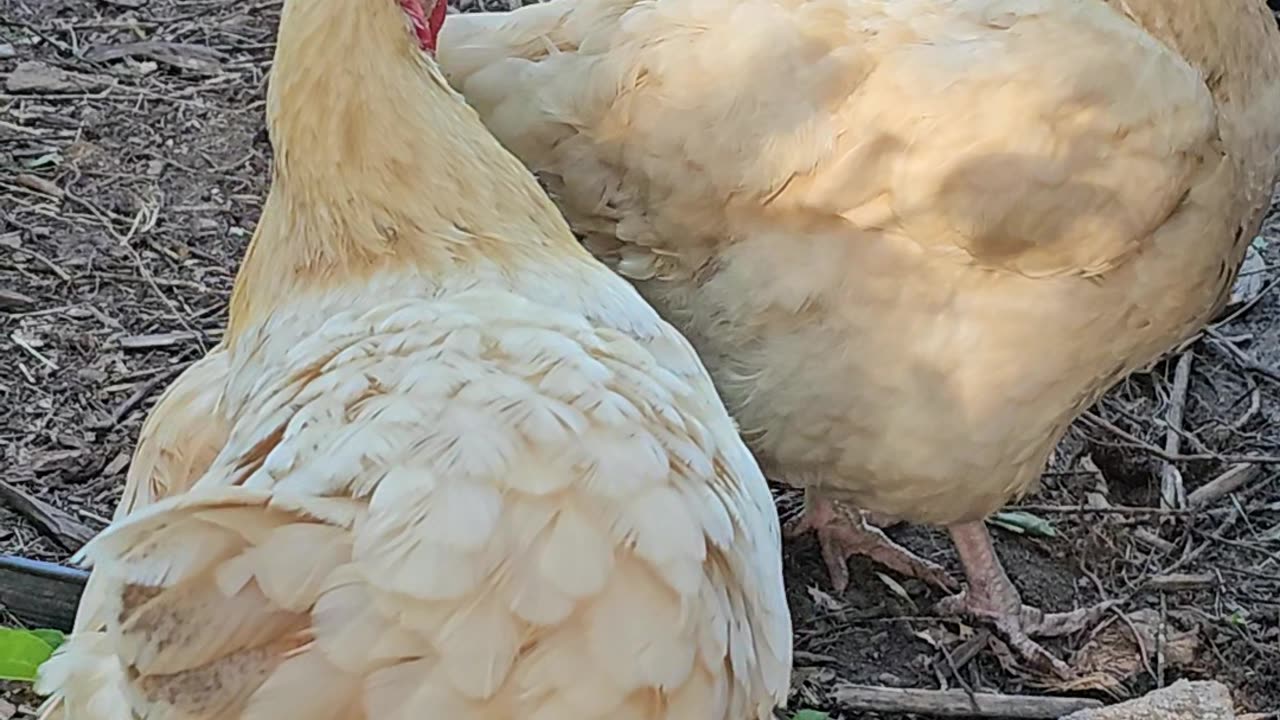 OMC! Best friends forever! Up close with Orpington pals! #chickens #bffs #friends #shorts #hens