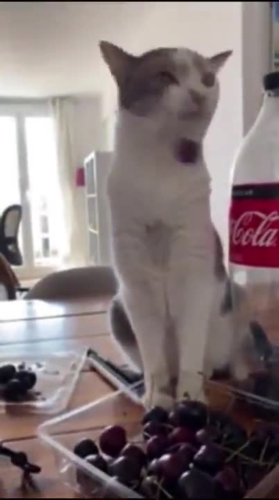Cat fruit and Coca Cola