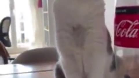 Cat fruit and Coca Cola