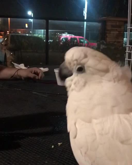 Shou Shou The Cockatoo Sings
