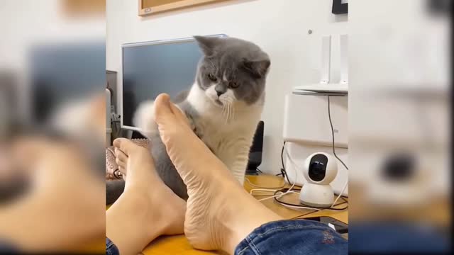 Cute cat licking feets 😦😦😦😦