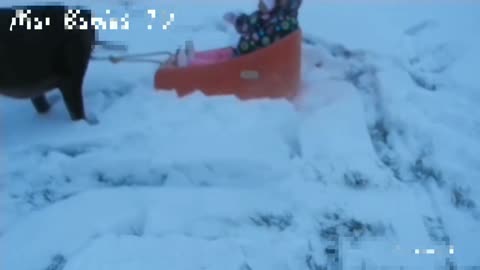 Dog dragging baby through the snow