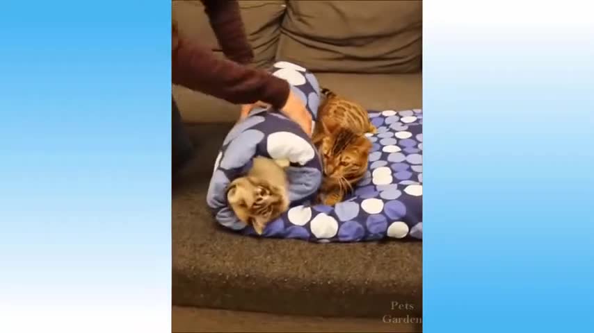 Cute Pets And Funny Animals Compilation #3