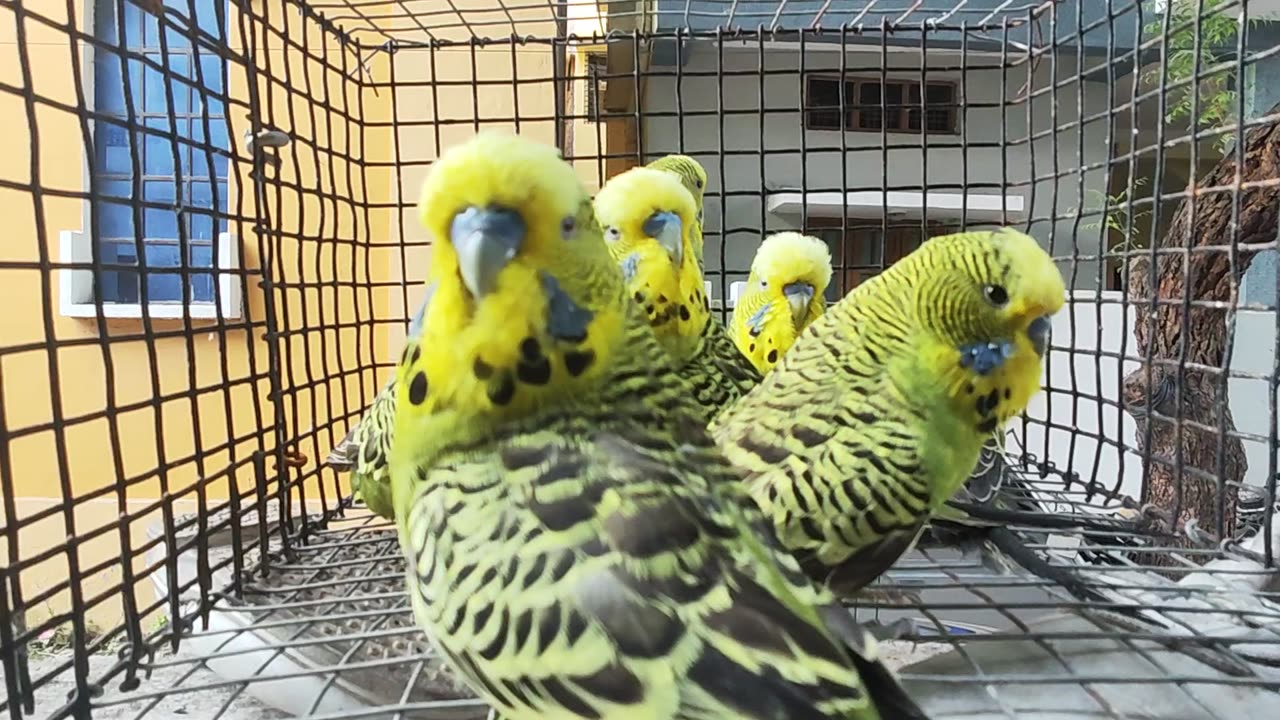 Show budgies