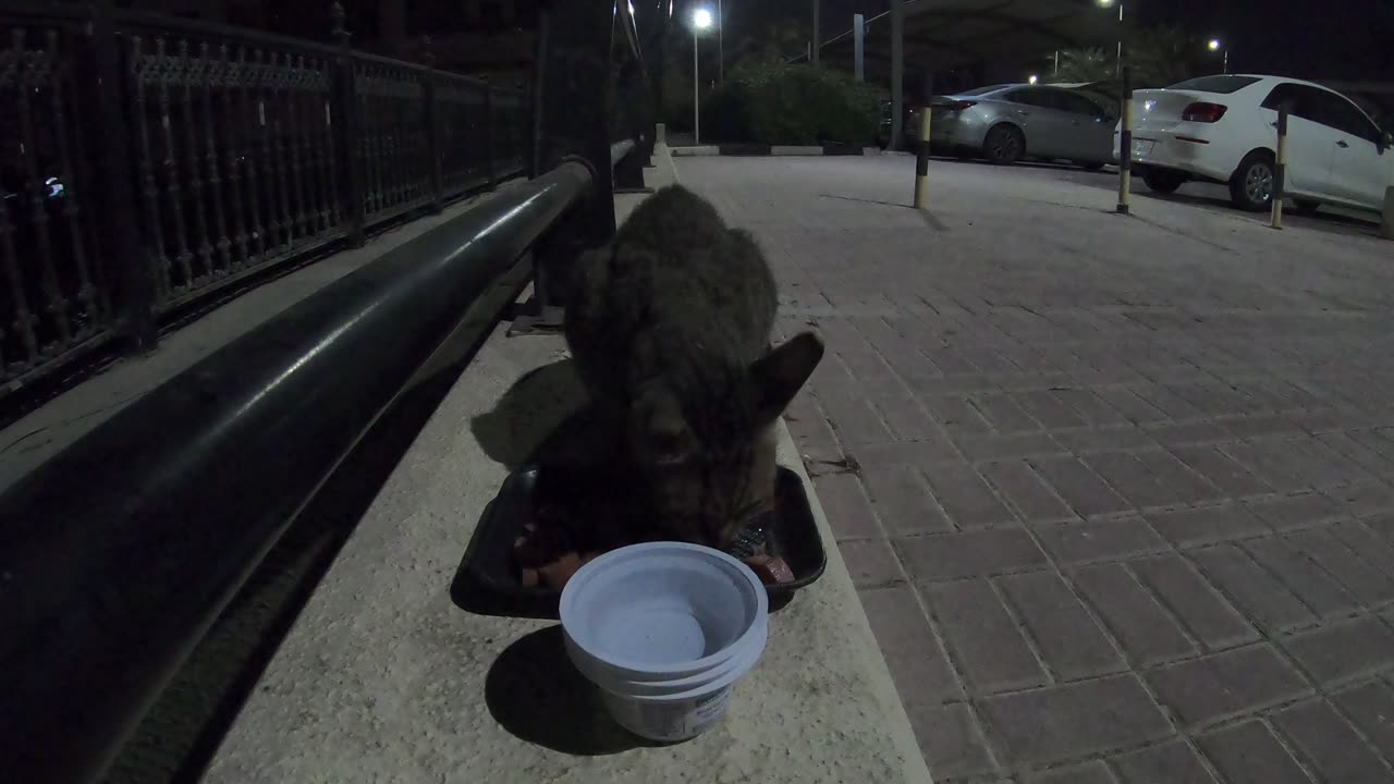 MICHAEL JACKSON - Homeless cat in Ras Al Khaimah, UAE #cat #cats #MichaelJackson #emirates #ae #UAE