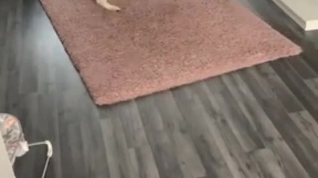 Dog starts the day with spins every morning