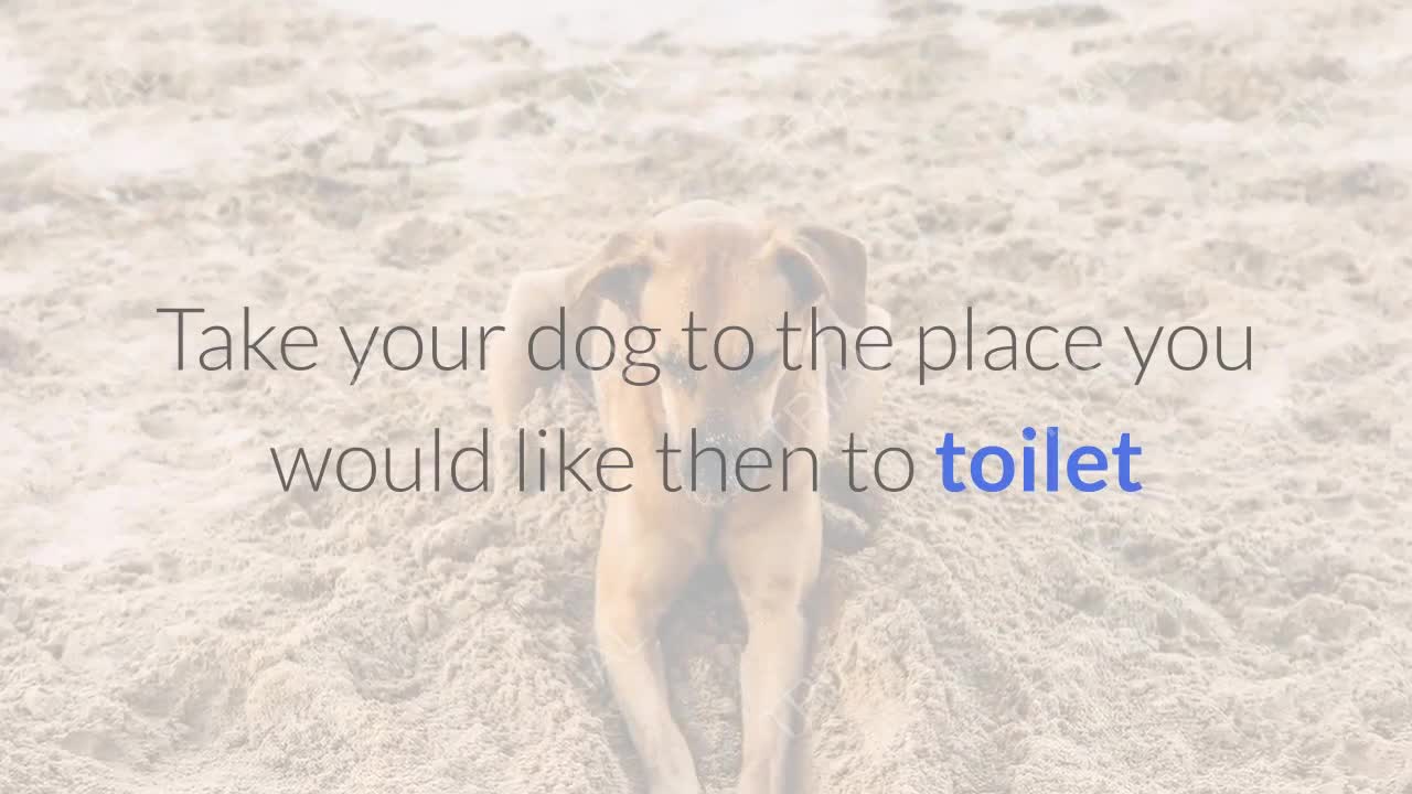 Quick Tips for TOILET TRAINING a Puppy or Dog