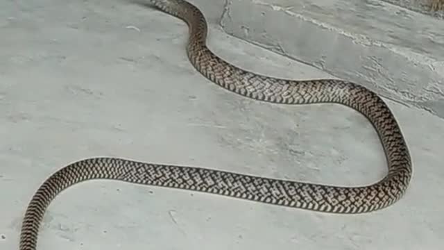 Danger snake