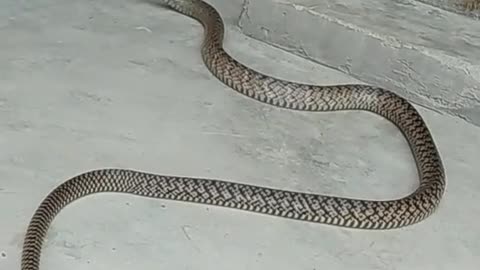 Danger snake