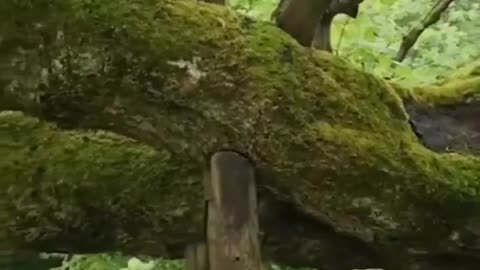 Stunning 820 years old linden tree in the Czech Republic