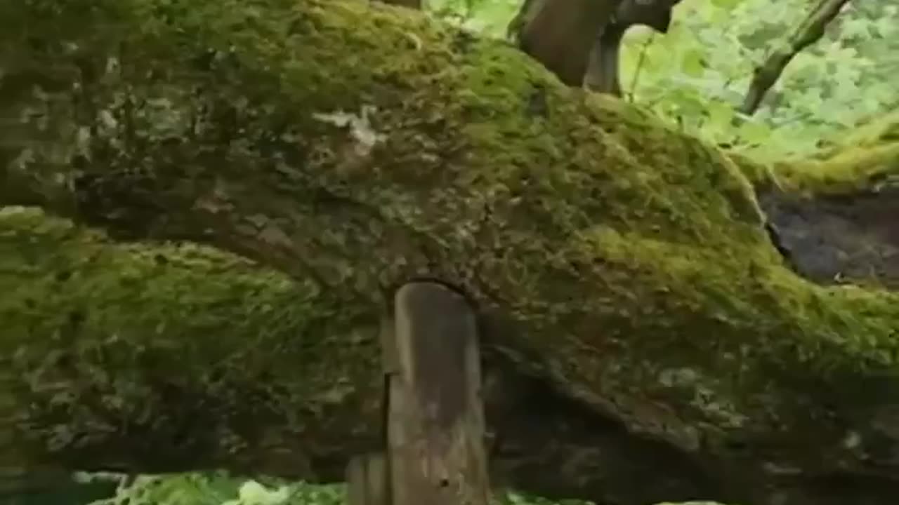 Stunning 820 years old linden tree in the Czech Republic