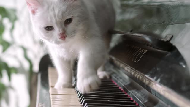 Kitten on piano