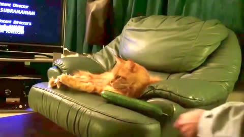 Cat funny very