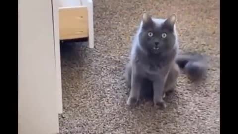 Funniest Cats 😹 - Don't try to hold back Laughter 😂 - Funny Cats Life