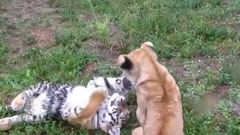 Baby Lion & Tiger Playing