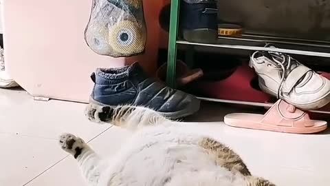 My cat is too fat