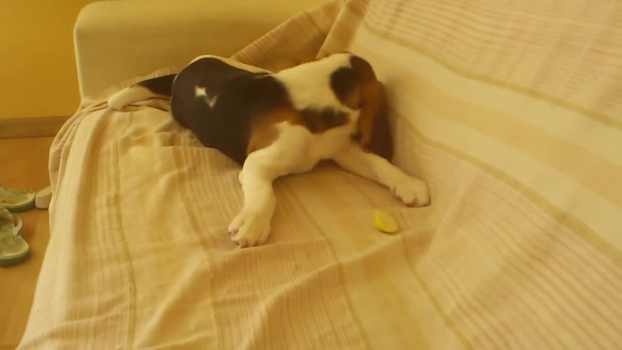Happy the dog and lemon