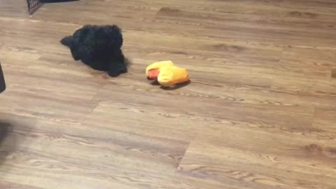 CUTE Maltipoo Puppy Playing !!!