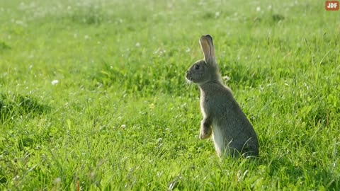 Rabbit Body Language Explained