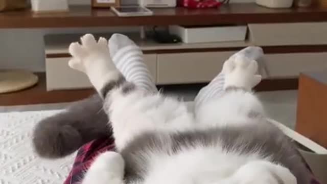 Funny Cats Video Series 09