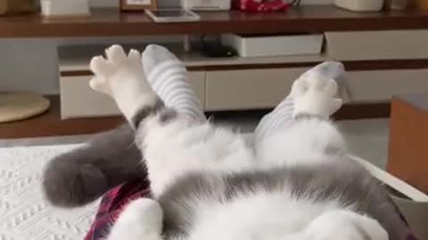 Funny Cats Video Series 09