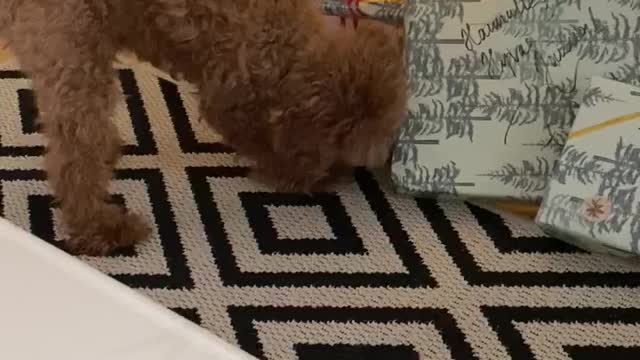 Dog opens Christmas present