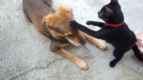 Cute cat and dog playing