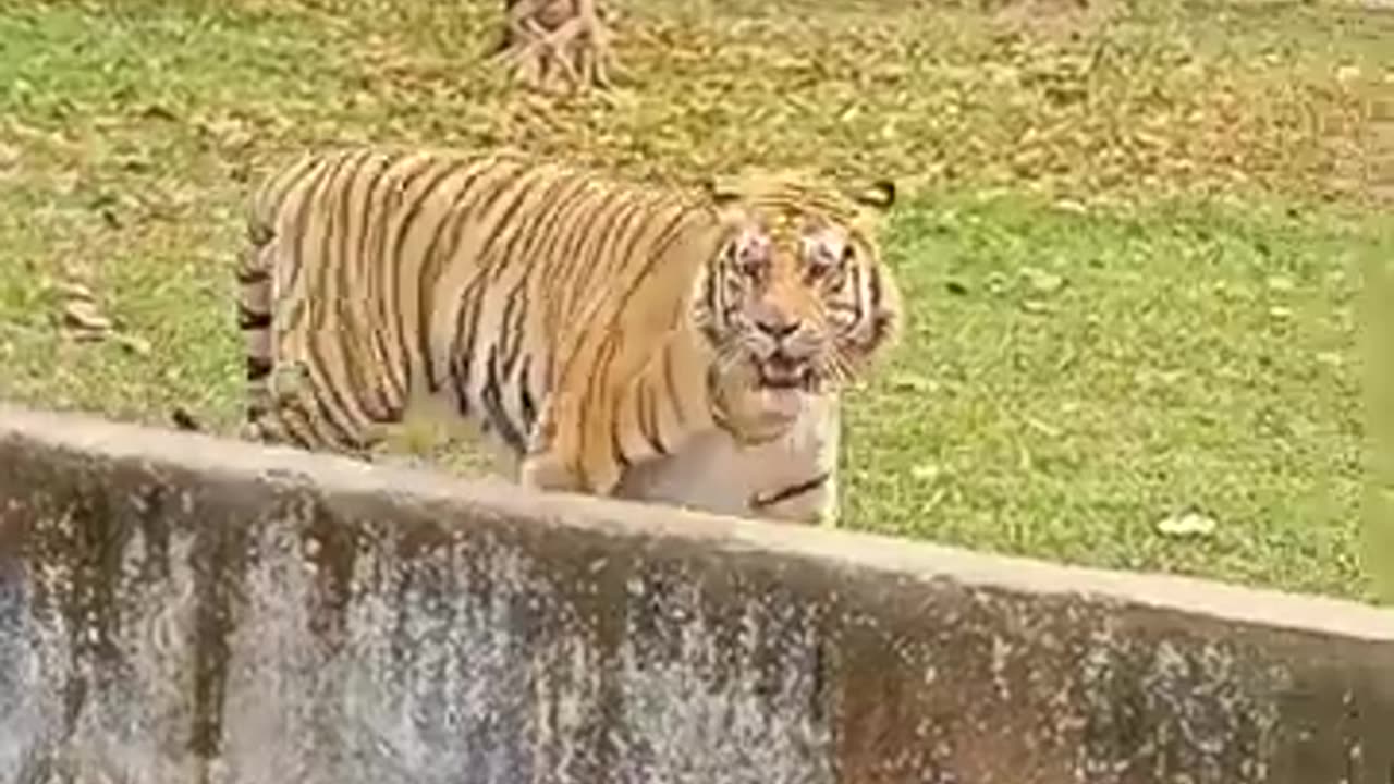 Crazy Royal Bengal Tiger @motionbangla_foyez #short #shorts #youtubeshorts #shortvideo