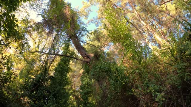 Forest - for your video editing