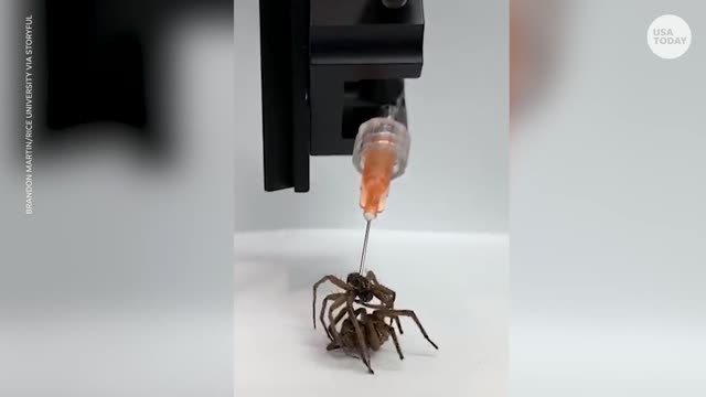 Researchers Re-animate dead spiders | USA TODAY