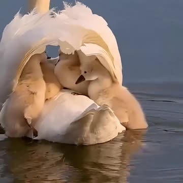 The Swan Family #animals #animalrescue #rescue