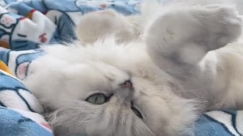 The kitten's ears twitched