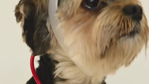 Beautiful dog