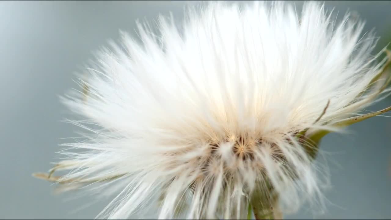 Dandelion opening time slip by