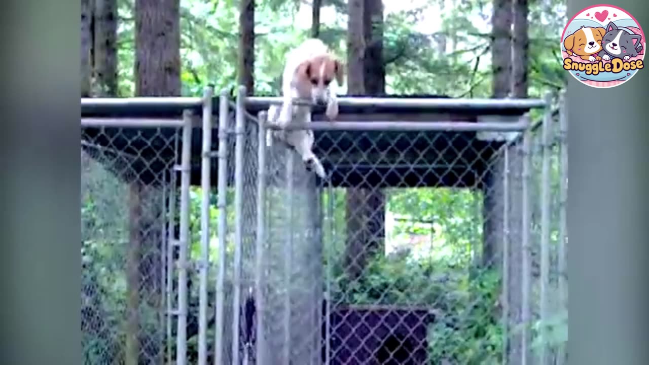 Adorable Animal Moments #4 (Shawshank Edition)