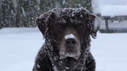 dog in snow